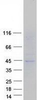 SLC16A13 Protein - Purified recombinant protein SLC16A13 was analyzed by SDS-PAGE gel and Coomassie Blue Staining