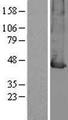 SLC16A7 / MCT2 Protein - Western validation with an anti-DDK antibody * L: Control HEK293 lysate R: Over-expression lysate