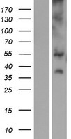 SLC17A3 Protein - Western validation with an anti-DDK antibody * L: Control HEK293 lysate R: Over-expression lysate