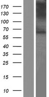 SLC17A7 / VGLUT1 Protein - Western validation with an anti-DDK antibody * L: Control HEK293 lysate R: Over-expression lysate