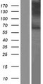 SLC17A7 / VGLUT1 Protein - Western validation with an anti-DDK antibody * L: Control HEK293 lysate R: Over-expression lysate