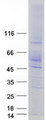 SLC18A2 / VMAT2 Protein - Purified recombinant protein SLC18A2 was analyzed by SDS-PAGE gel and Coomassie Blue Staining