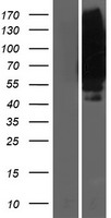 SLC19A1 Protein - Western validation with an anti-DDK antibody * L: Control HEK293 lysate R: Over-expression lysate