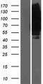 SLC19A1 Protein - Western validation with an anti-DDK antibody * L: Control HEK293 lysate R: Over-expression lysate
