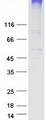 SLC19A3 Protein - Purified recombinant protein SLC19A3 was analyzed by SDS-PAGE gel and Coomassie Blue Staining