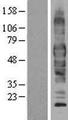 SLC1A1 / EAAT3 Protein - Western validation with an anti-DDK antibody * L: Control HEK293 lysate R: Over-expression lysate