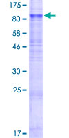SLC1A2 / EAAT2 / GLT-1 Protein - 12.5% SDS-PAGE of human SLC1A2 stained with Coomassie Blue