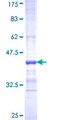 SLC1A2 / EAAT2 / GLT-1 Protein - 12.5% SDS-PAGE Stained with Coomassie Blue.