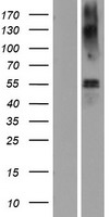 SLC1A3 / EAAT1 Protein - Western validation with an anti-DDK antibody * L: Control HEK293 lysate R: Over-expression lysate