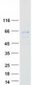 SLC1A4 / ASCT1 Protein - Purified recombinant protein SLC1A4 was analyzed by SDS-PAGE gel and Coomassie Blue Staining