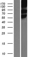 SLC1A5 / ASCT2 Protein - Western validation with an anti-DDK antibody * L: Control HEK293 lysate R: Over-expression lysate