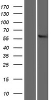 SLC22A13 Protein - Western validation with an anti-DDK antibody * L: Control HEK293 lysate R: Over-expression lysate