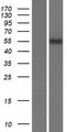 SLC22A17 Protein - Western validation with an anti-DDK antibody * L: Control HEK293 lysate R: Over-expression lysate