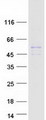 SLC22A18 Protein - Purified recombinant protein SLC22A18 was analyzed by SDS-PAGE gel and Coomassie Blue Staining