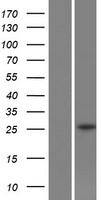 SLC22A18AS Protein - Western validation with an anti-DDK antibody * L: Control HEK293 lysate R: Over-expression lysate