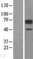 SLC22A2 Protein - Western validation with an anti-DDK antibody * L: Control HEK293 lysate R: Over-expression lysate
