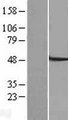 SLC22A7 / OAT2 Protein - Western validation with an anti-DDK antibody * L: Control HEK293 lysate R: Over-expression lysate