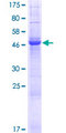 SLC22A9 / OAT7 Protein - 12.5% SDS-PAGE of human SLC22A9 stained with Coomassie Blue