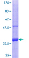 SLC22A9 / OAT7 Protein - 12.5% SDS-PAGE Stained with Coomassie Blue.