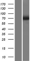 SLC23A2 / SVCT2 Protein - Western validation with an anti-DDK antibody * L: Control HEK293 lysate R: Over-expression lysate