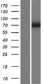 SLC23A2 / SVCT2 Protein - Western validation with an anti-DDK antibody * L: Control HEK293 lysate R: Over-expression lysate