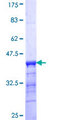 SLC24A1 / NCKX Protein - 12.5% SDS-PAGE Stained with Coomassie Blue.