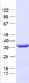 SLC25A1 / SEA Protein