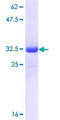 SLC25A12 / ARALAR Protein - 12.5% SDS-PAGE Stained with Coomassie Blue.