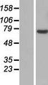 SLC25A13 / CITRIN Protein - Western validation with an anti-DDK antibody * L: Control HEK293 lysate R: Over-expression lysate
