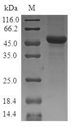 SLC25A15 / ORNT1 Protein - (Tris-Glycine gel) Discontinuous SDS-PAGE (reduced) with 5% enrichment gel and 15% separation gel.