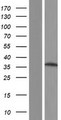 SLC25A19 Protein - Western validation with an anti-DDK antibody * L: Control HEK293 lysate R: Over-expression lysate