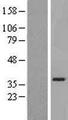 SLC25A21 / ODC1 Protein - Western validation with an anti-DDK antibody * L: Control HEK293 lysate R: Over-expression lysate