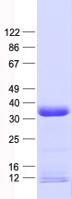 SLC25A27 / UCP4 Protein