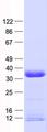 SLC25A27 / UCP4 Protein