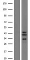 SLC25A28 Protein - Western validation with an anti-DDK antibody * L: Control HEK293 lysate R: Over-expression lysate