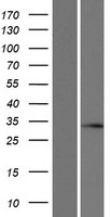 SLC25A29 Protein - Western validation with an anti-DDK antibody * L: Control HEK293 lysate R: Over-expression lysate