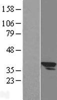 SLC25A3 Protein - Western validation with an anti-DDK antibody * L: Control HEK293 lysate R: Over-expression lysate