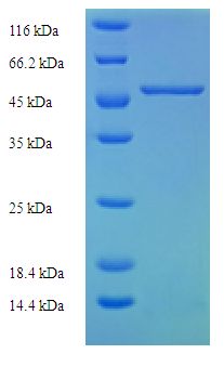 SLC25A30 Protein