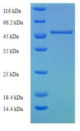 SLC25A30 Protein