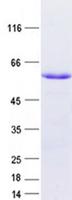 SLC25A36 Protein