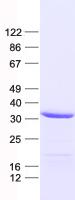 SLC25A38 Protein