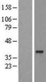 SLC25A39 Protein - Western validation with an anti-DDK antibody * L: Control HEK293 lysate R: Over-expression lysate