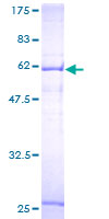 SLC25A45 Protein