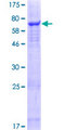 SLC25A46 Protein - 12.5% SDS-PAGE of human SLC25A46 stained with Coomassie Blue