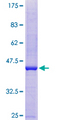 SLC25A48 Protein - 12.5% SDS-PAGE of human SLC25A48 stained with Coomassie Blue