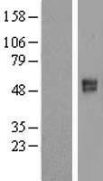 SLC26A11 Protein - Western validation with an anti-DDK antibody * L: Control HEK293 lysate R: Over-expression lysate