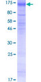 SLC26A4 / Pendrin Protein - 12.5% SDS-PAGE of human SLC26A4 stained with Coomassie Blue
