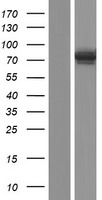 SLC27A5 / BACS Protein - Western validation with an anti-DDK antibody * L: Control HEK293 lysate R: Over-expression lysate
