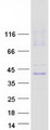 SLC29A1 / ENT1 Protein - Purified recombinant protein SLC29A1 was analyzed by SDS-PAGE gel and Coomassie Blue Staining