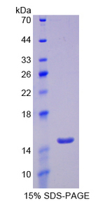 SLC2A14 Protein - Recombinant  Glucose Transporter 14 By SDS-PAGE